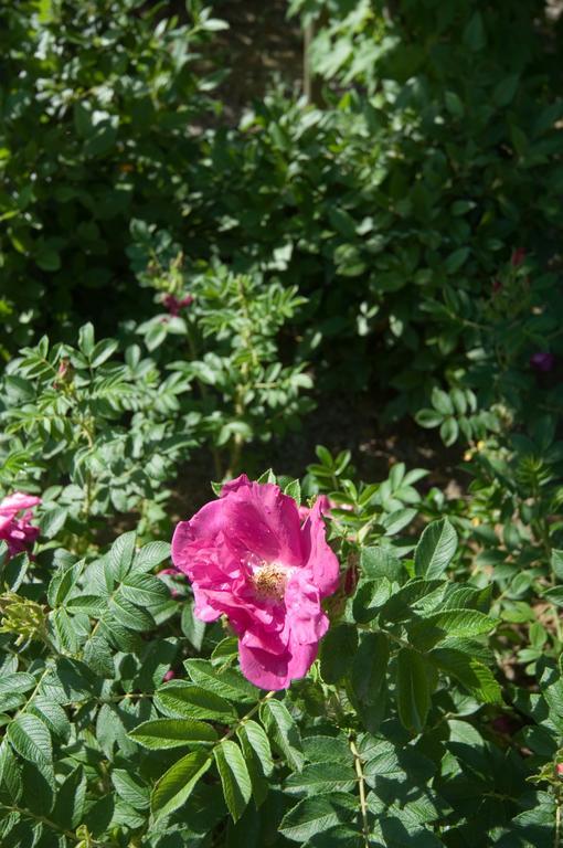 Agriturismo Casale Le Selvette Ripa エクステリア 写真